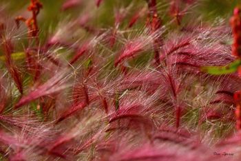 9 - Fox Tail Barley
