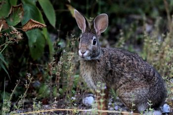 2022-Eastern Cottontail Rabbit 1
