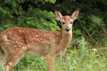 2024-06 Fawn at S.B.N.L.
