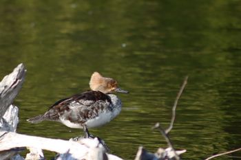 2021-Immature Female Hooded Merganser
