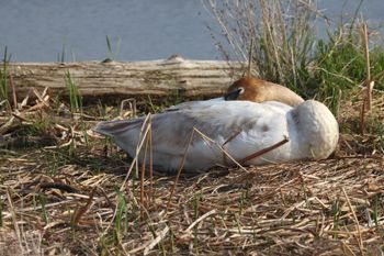 2023-Trumpeter Swan at Arcadia Marsh
