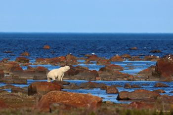 12 - Polar Bear at the Coast
