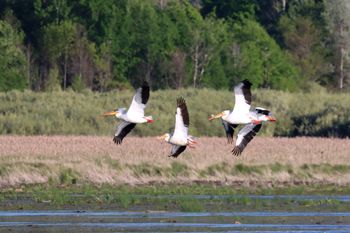 2024-05 White Pelicans at Arcadia Marsh
