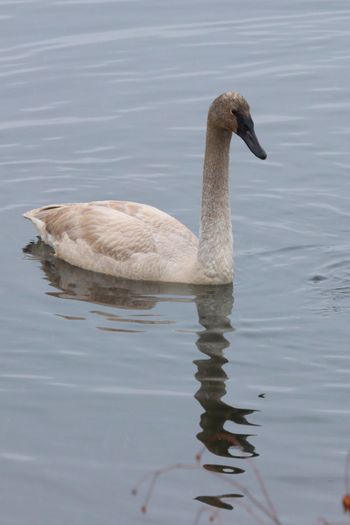 2023-Trumpeter Swan
