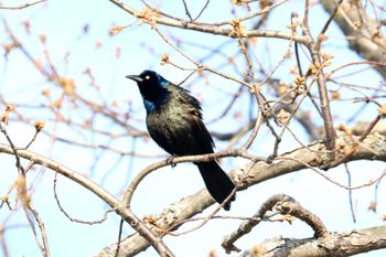 2023-Common Grackle
