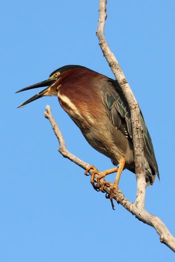 2021-Green Heron 4
