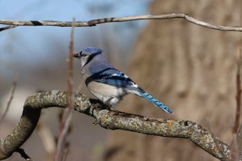 2024-04-Blue Jay
