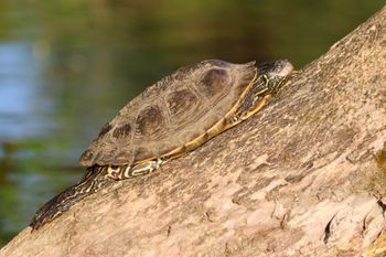 2021-Map Turtle 2

