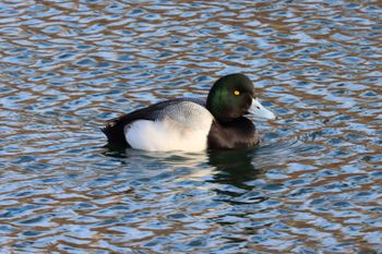 2022-Greater Scaup - Male
