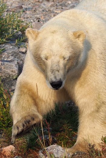 54 - 2023- Lisa Spezia - Polar Bear Portrait
