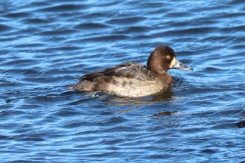 2023-Female American Coot
