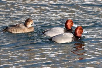 2022-Redheads - Female & Male
