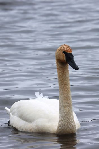 2923-Trumpeter Swan
