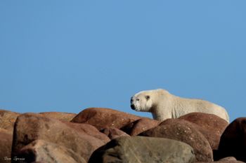 15 - Polar Bear Mother
