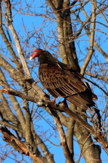 2024-04_Turkey Vulture 2
