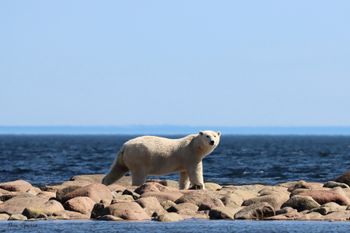 16 - Polar Bear on the Reef
