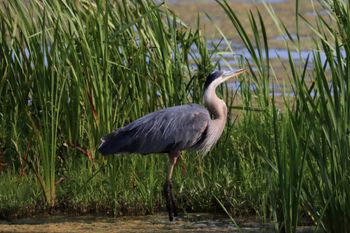 2023-Great Blue Heron 2
