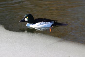 2023-Common Goldeneye
