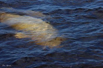 6 - Beluga below the surface
