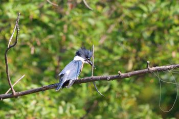 2021-Belted Kingfisher
