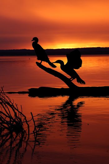 2023-Cormorants at Dusk
