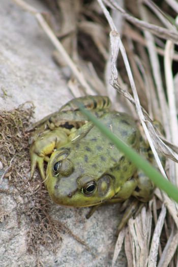 2021-Leopard Frog 1
