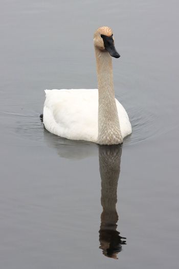 2023-Trumpeter Swan
