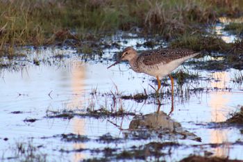 2021-Lesser Yellowlegs 2
