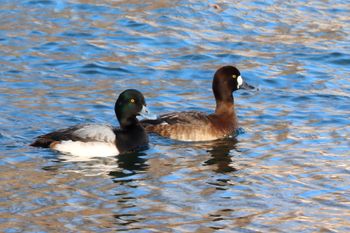 2022-Greater Scaups - Male & Female

