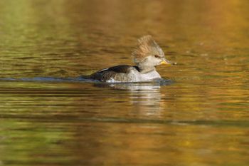 2021-Hooded Merganser - Female
