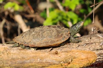 2021-Map Turtle 5
