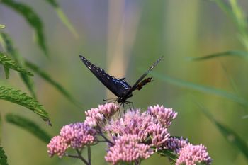 2024-07-20 Black Swallowtail at Arcadia Marsh
