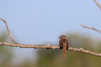 2024-05 - Swamp Sparrow
