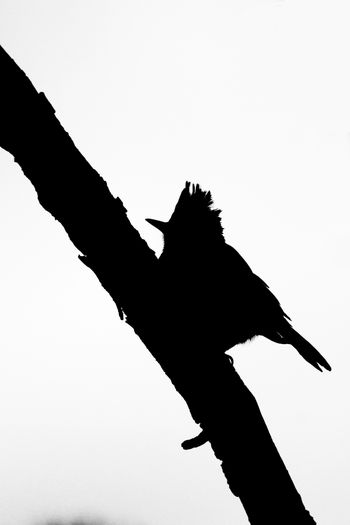 2021-Blue Jay Silhouette
