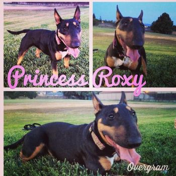 Mano's Princess Foxy Roxy
