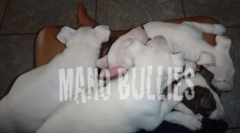 PUPPY PILE!
