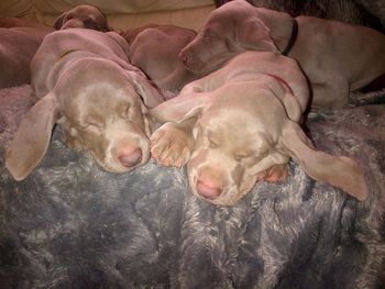 Lotti's 1st litter
