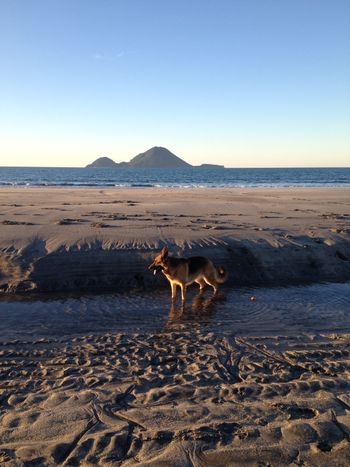 Lyra at the beach
