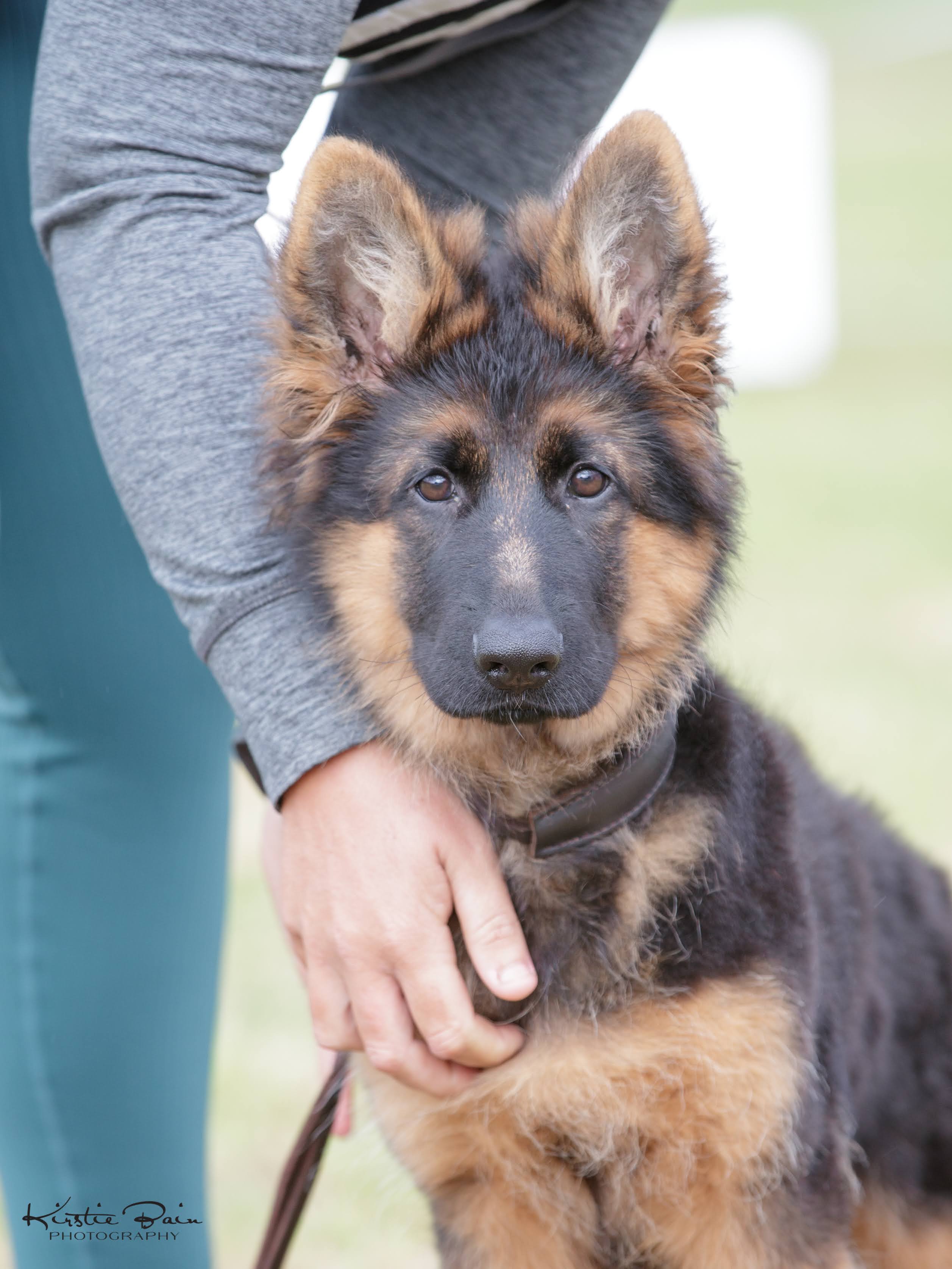How to make german shepherd coat shiny best sale