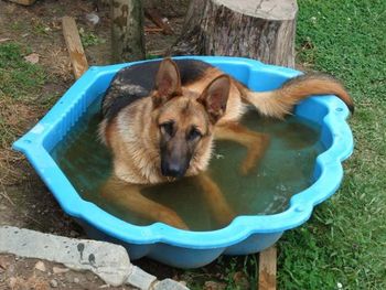 Sherman cooling off in his pool.
