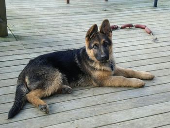 Shephaven Codi. Codi is a layed back puppy with good bone and a strong head,and a lovely full black and gold full coat, he is much loved friend of Angela and family in Auckland.
