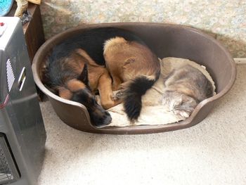 Sharing his bed with Holly the cat
