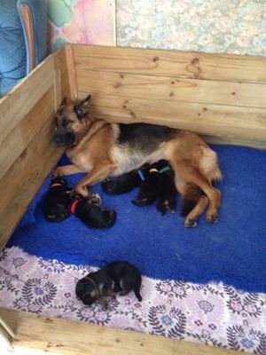 Orka with her 2014 litter 