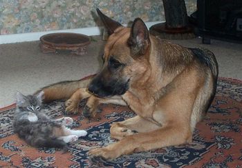 Xamba watches over her friend, Holly the Kitten
