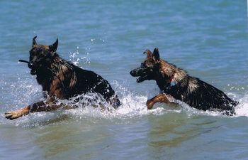 Catch me if you can. Brock and Lucy have fun in the water.
