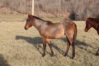 Smokin Twisted Gun. Mae. 2019 AQHA Bay Roan Filly. Sire: ATV Dam: Blue Apache Seeker.  Height expectancy: 15 hands.  5 panel NN.  This filly is Blueberry's first! We are so excited that all went well and Blueberry is being a wonderful mom. We are so pleased.  Pedigree includes: Doc O Lena Twist, Peppymint Twist, Blue Apache Hancock, Wyo O Blue, Hancocks Boy 002, Sugar Bars and more. $2000. SOLD!

