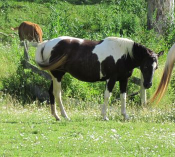 Kings Holy Poco. 2001 APHA Black Tobiano mare. 14.3 hands. This black and white mare has been a wonderful asset to our breeding program and has had great foals. She is out of the reining stallion Kiblers Holy Cow, who is now a gelding. Her sire has 66 reining points on him. Her foals tend to be very athletic and quiet and easy to get along with. Skip is out of our blind mare Flower Skipper.  Skip is 6 Panel NN!  Skip unfortunately passed away the spring of 2020. She will be missed so much.
