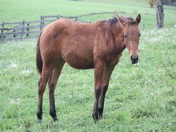 Chexy. 2021 AQHA Bay Filly. By ATV and out of Playn Smart Hancock. 5 panel NN. Should mature to 15.1 hands. Pedigree includes: Doc O Lena Twist, Peppymint Twist, Playgun, Blue Apache Hancock, Wyo O Blue and more. $2700. SOLD.
