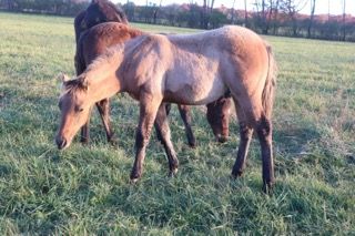 2022 AQHA Bay Dun Roan Colt. By Wrss Wyohancockgunnr and out of Ring My Belles. 5 panel NN. Should mature to 15 hands. He will be stocky and easy going. He will be athletic enough to cut some cows, pen, rope or rein. He would be a really good barrel prospect as well. Pedigree includes: Chic Please, Smart Chic Olena, Blue Apache Hancock, Wyo O Blue, Chukkar Maid, Genuine Doc and More. Priced at $3300. SOLD
