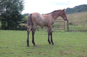 Freckles.  2020 AQHA Dun roan Colt. By Wrss Wyohancockgunnr and out of Freckles Silver Gun. This guy is flashy and big! Pedigree includes: Playgun, Doc O Lena Twist, Royal Silver King, Blue Apache Hancock, Wyo O Blue and more. He is 5 panel NN and should mature to 15.1 hands. SOLD.
